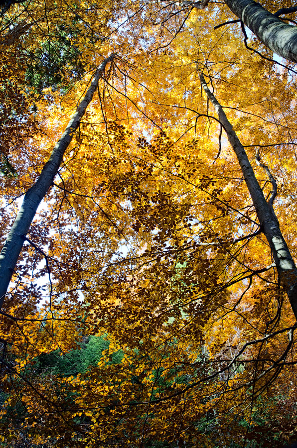 Nezahadzuj nádej II